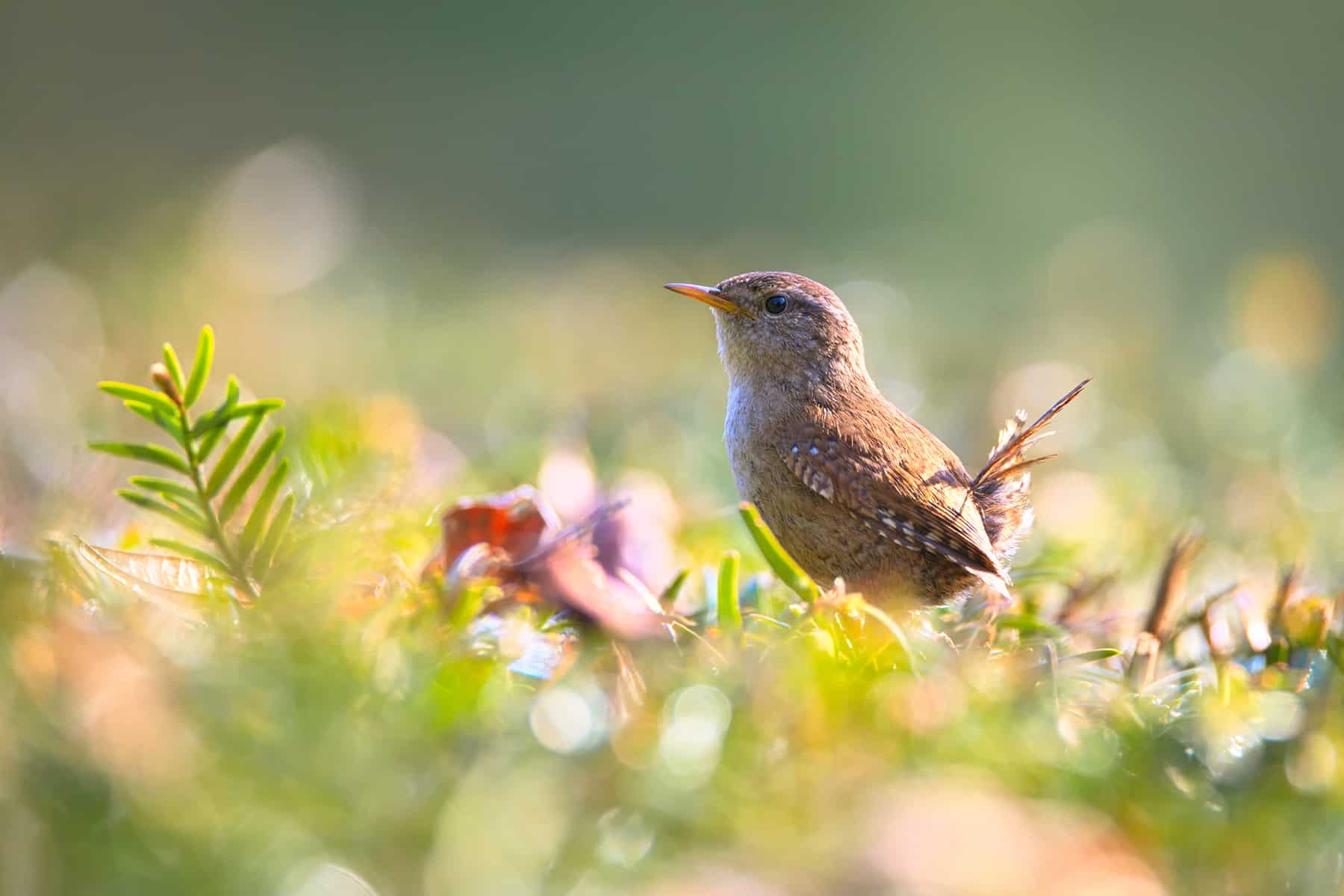 Hope Is The Thing With Feathers